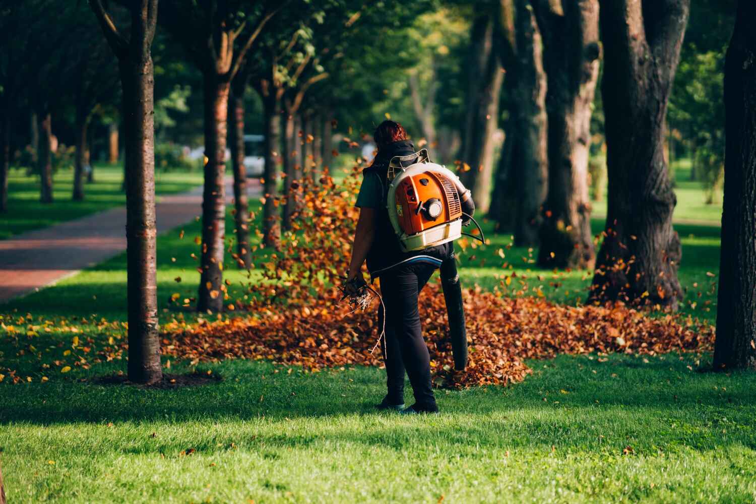 The Steps Involved in Our Tree Care Process in Humble, TX